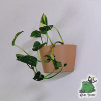 Wall Hanging Plant Pot