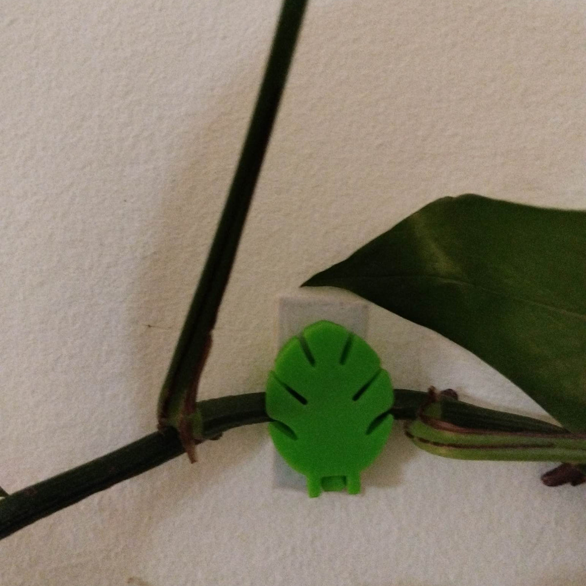 Wall Plant Holder - Pack of 8