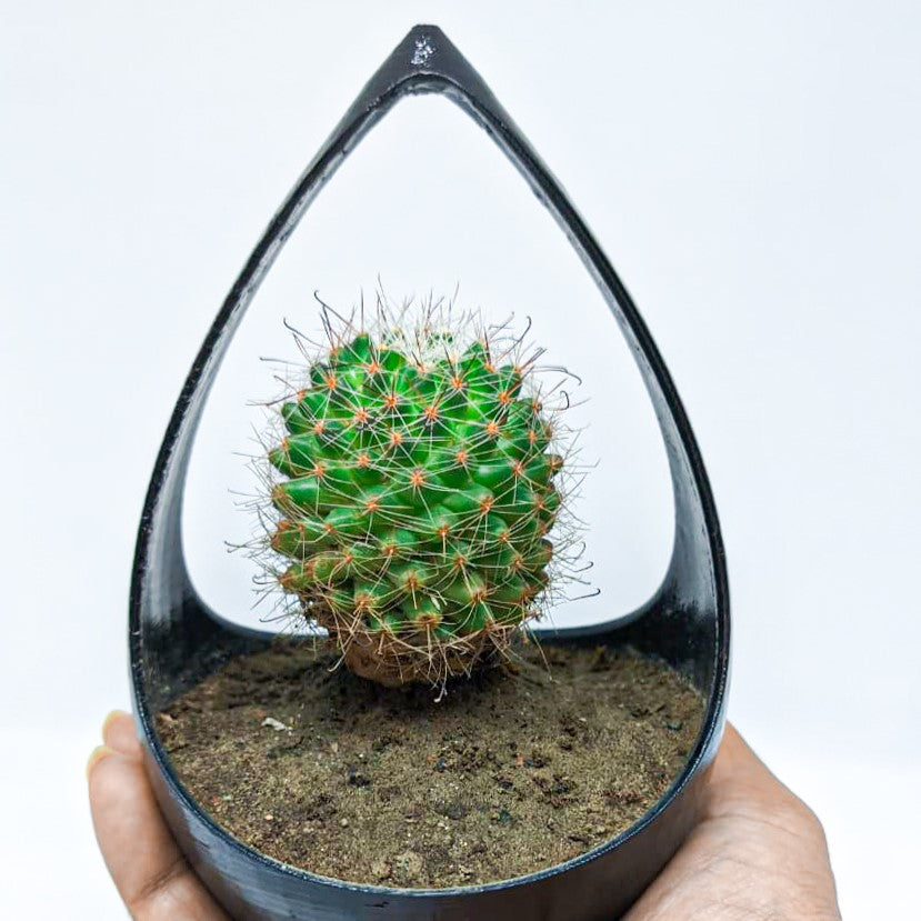 Hangable Planter