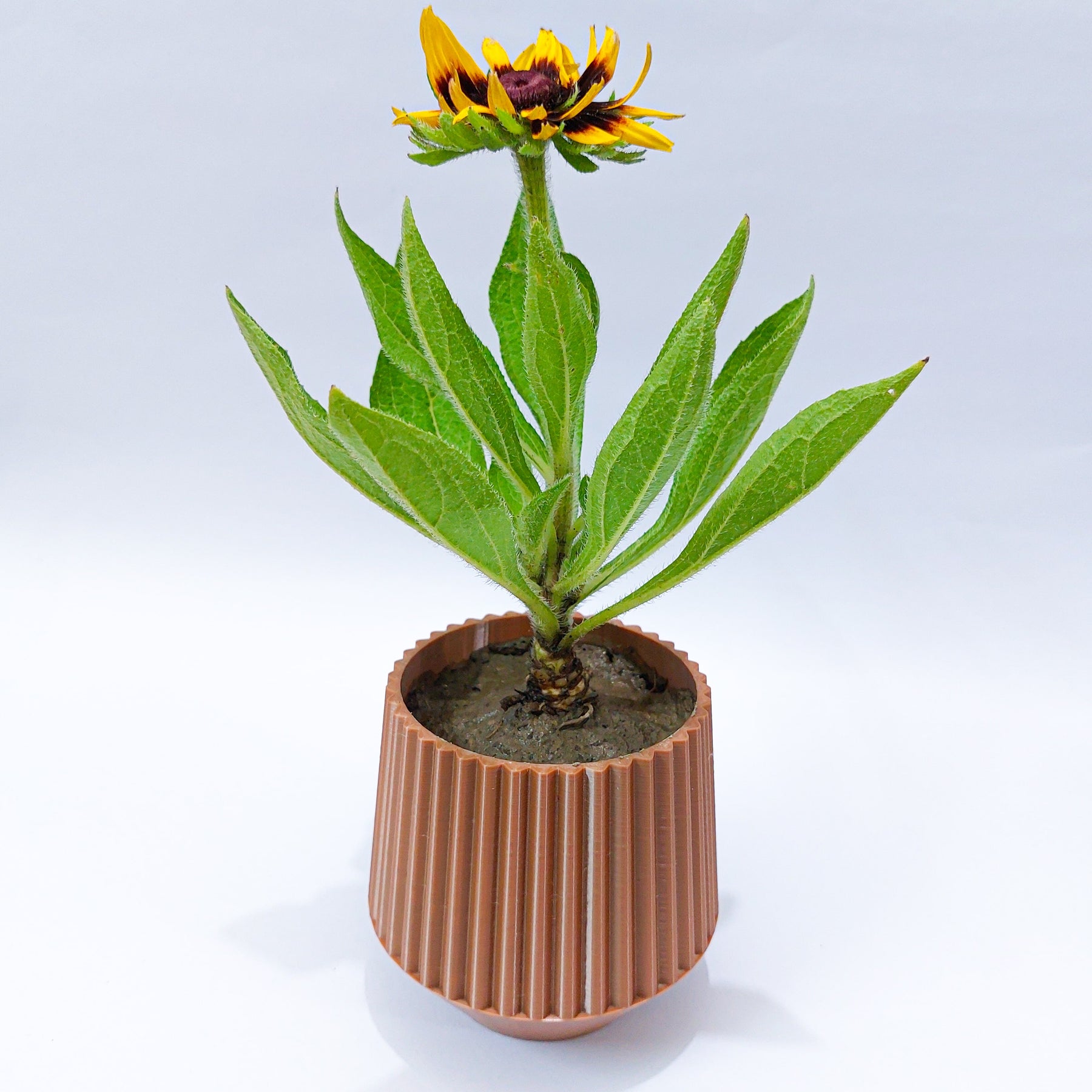 Planter/Pen Holder