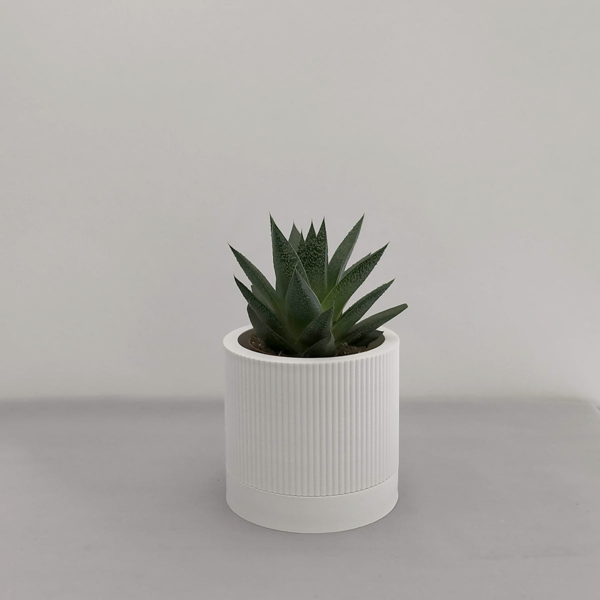 Striata