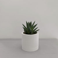 Striata