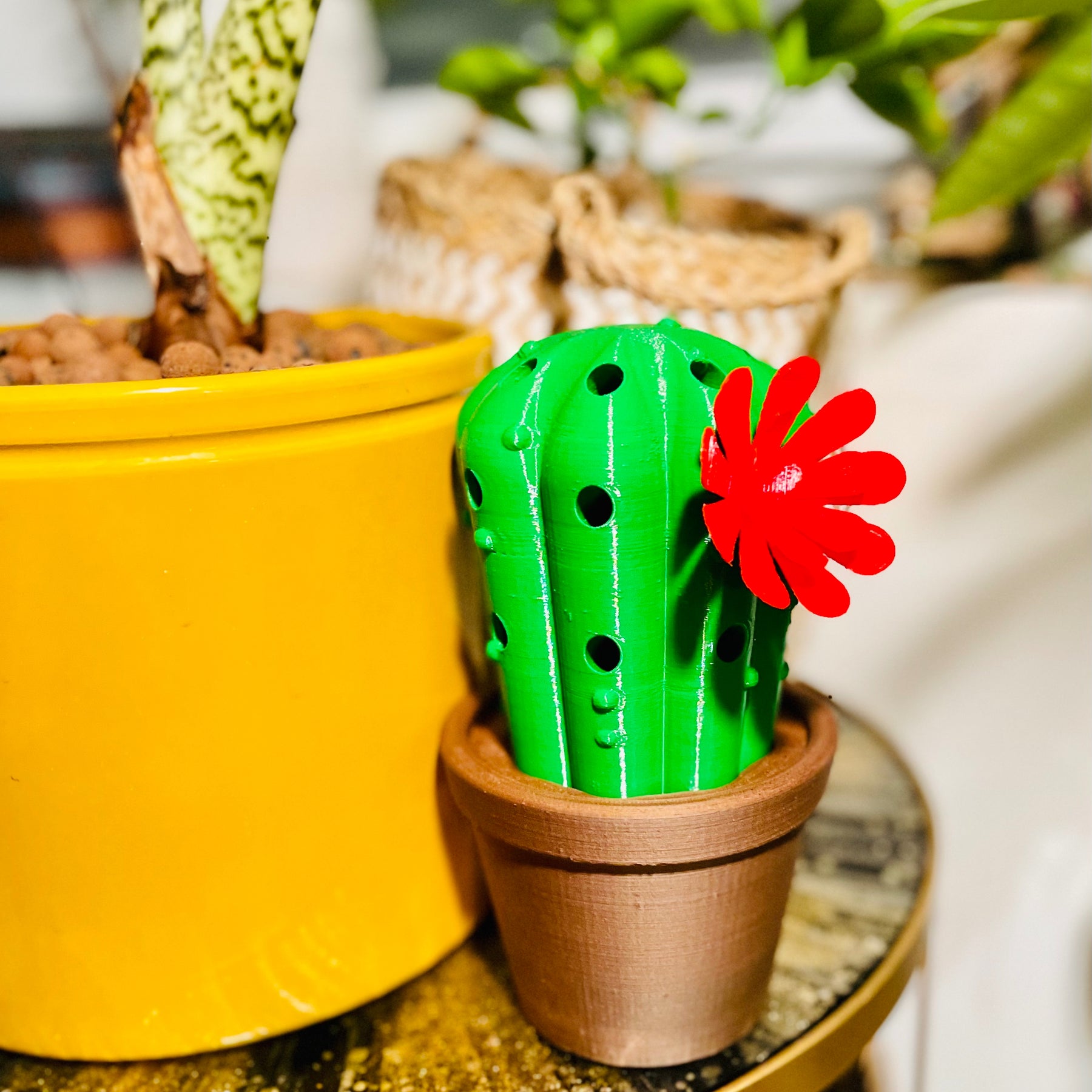 Pencil Box Cactus